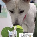 팍스도그트레이닝센터 이미지