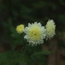 소국