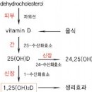 비타민D결핍증상 햇빛이 우리에게 얼마나 중요한 역할을 하는지에 대해 이미지