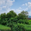 예당호느린호수길 이미지