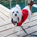 당암팜 | 강아지 동반 여행 : 태안 여행 2, 태안 바다마루 펜션 후기