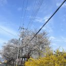 시례 | 김해 벚꽃 진짜 숨은 스팟 ‘진례 시례누리길‘ 개나리와 벚꽃을 한곳에서