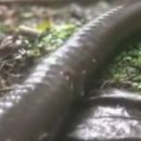 지렁이마을 이미지