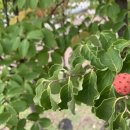 축구공(하나) 이미지