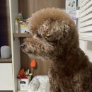 [노견일상] 내 돈 내산 이지츄 피쉬 카르나4 독 오븐 베이크 후기