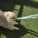 애견식단 이미지