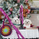 [신규]손뜨개 | 촌크닉 예약으로 재방문한 포천 독채 강아지 운동장 수목원댕댕이