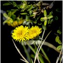 낙성대 공원 이미지