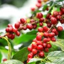 커피나무 꽃향기 이미지