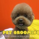 귀엽다멍 이미지