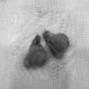 동주동물병원 이미지