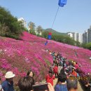 수리산 철쭉 축제 ( 군포시 ) 이미지