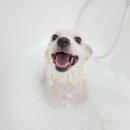 [천안반려동물미용전문] 진심이 닿다
