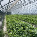 옥종농장 이미지