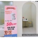 우리집 댕댕이 | 우리 집에 갈래 안양강아지분양 받고 댕댕이 미소에 녹아버린 후기!