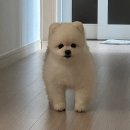 [강원/원주] 도누팜 단계동맛집 원주터미널맛집 원주소고기 단계동고기맛집 단계동한우맛집