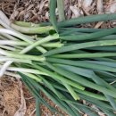 영채농장 이미지