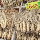 강화수삼센타 네이버블로그