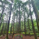 편백세상 이미지