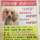 석암초등학교 Daum카페