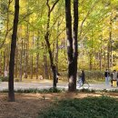 서울숲의 가을 이미지