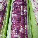 쌍둥이 농원 이미지