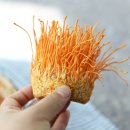 트레이더스 처음 본 동충하초버섯 직접 먹어본 솔직 후기