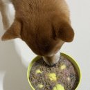 하나벳 | [페노비스] 페노비스 벳 코엔자임 Q10 급여 후기 | 강아지 심장 영양제