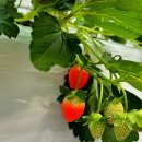 회천농장 이미지