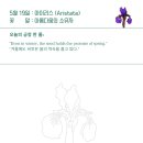 아리스타타 이미지