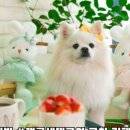 멍플 이미지