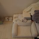 펫맘 | ⋆울리⋆ 강아지 계단, 펫소파 후기