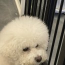 댕댕플래닛 이미지