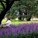 장안공원 이미지