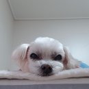 하슬라동물병원 | 1.[강릉하슬라/원주스카이동물병원] 강아지경련- 주증상, 진단검사