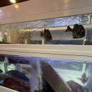 오케이도매횟집광안리점 | 광안리횟집추천 부산광안리횟집｜오케이도매횟집 광안리점 봄도다리 밀치세트 가성비 좋았던 후기