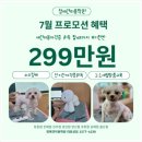 포항애견미용학원 이미지