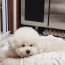 카페 인(CAFF IN) | 노량진 느좋카페 IN(인) 커피 후기~ 강아지보리와 함께♡