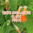 문벨리 이미지