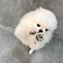 윤이프