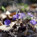 멍도시락 이미지