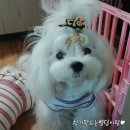 조이피아 이미지