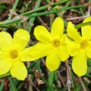 봄마중(2월에는) 이미지