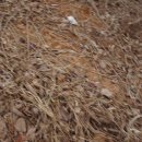 태평여자 이미지