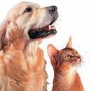 개와고양이 이미지