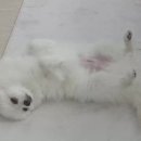 서진동물병원 이미지