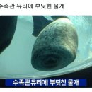 슈슈슝