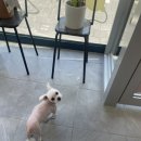 귀빈펫살롱 이미지