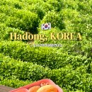 강변연가 | 주말에도 3만원대인 하동 가성비 숙소 도시고양이생존연구소(+예약방법)