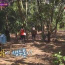 정글 이미지